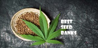 Best Seed Banks