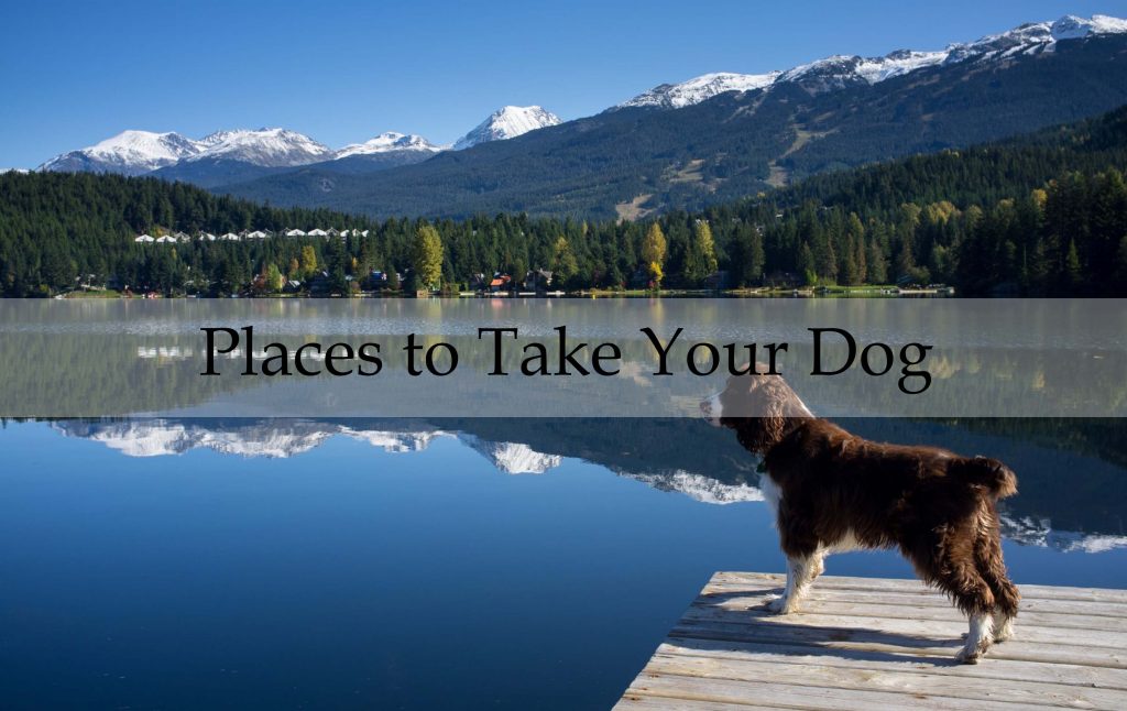 Places to Take Your Dog
