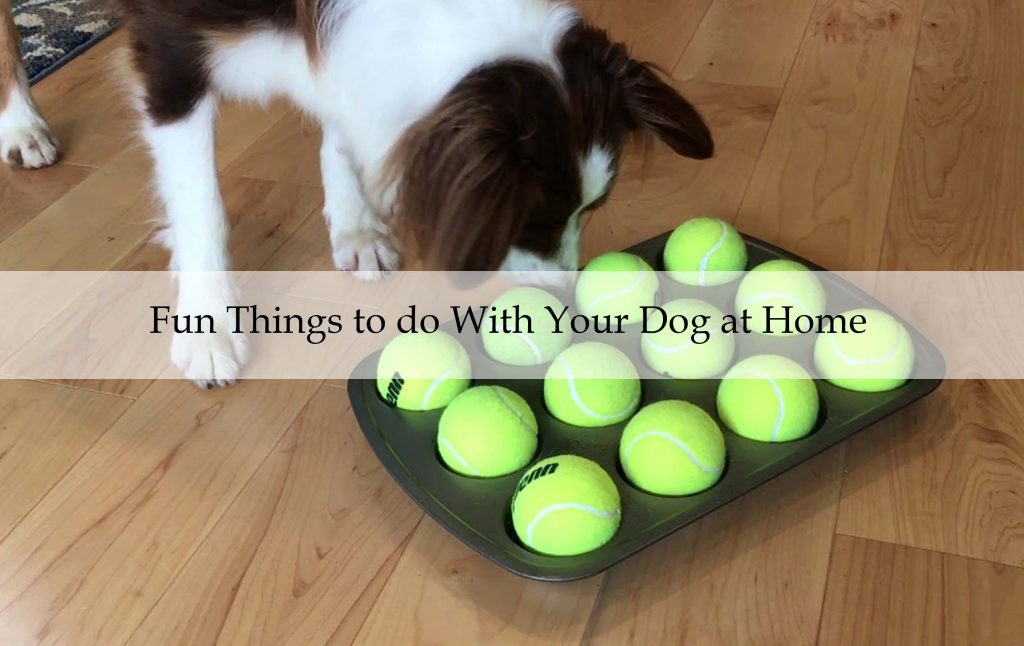 Fun Things to do With Your Dog at Home
