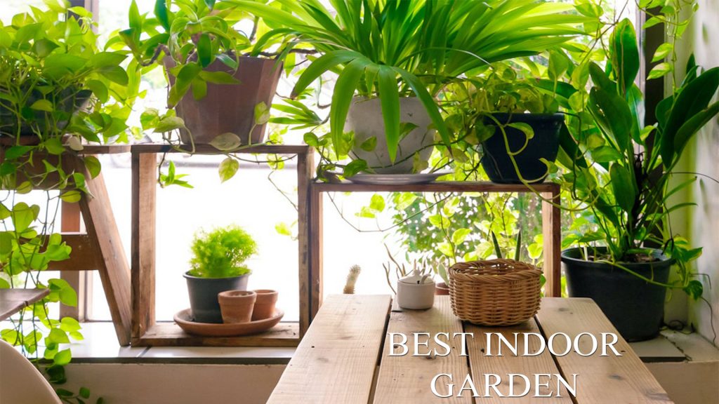 Best Indoor Garden