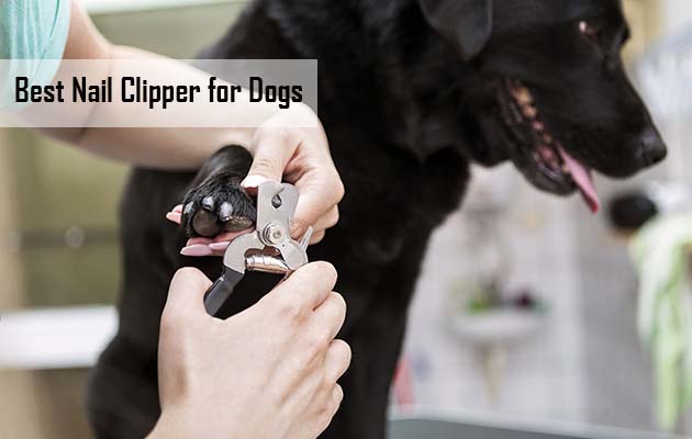 Best Nail Clipper for Dogs 