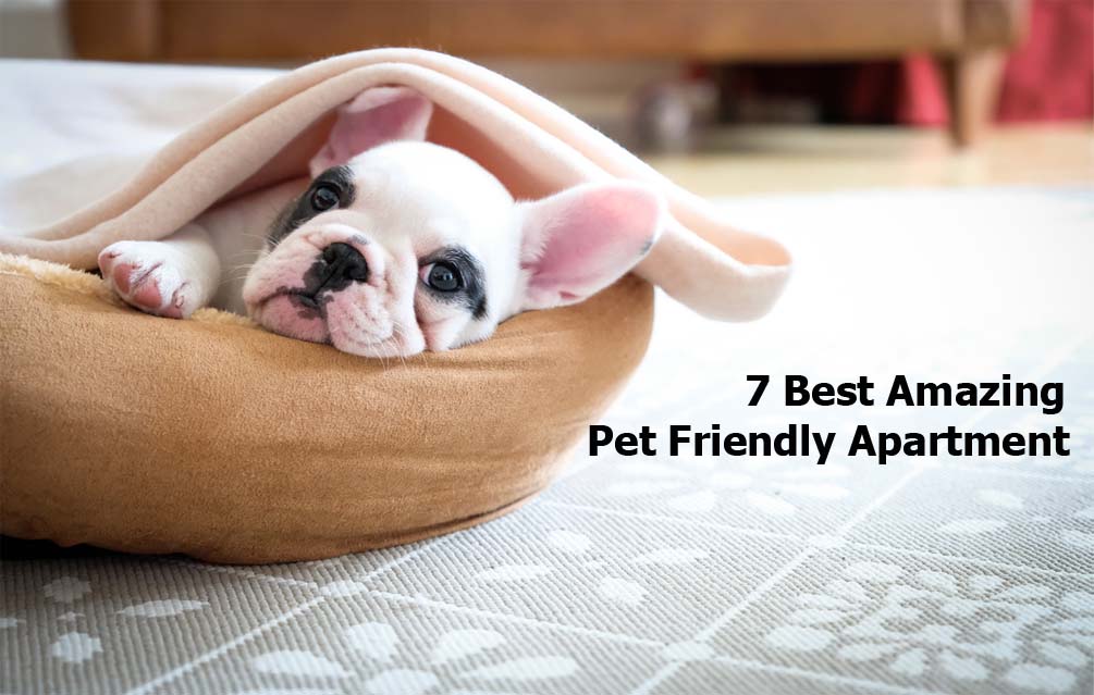 7 Best Amazing Pet Friendly Apartment