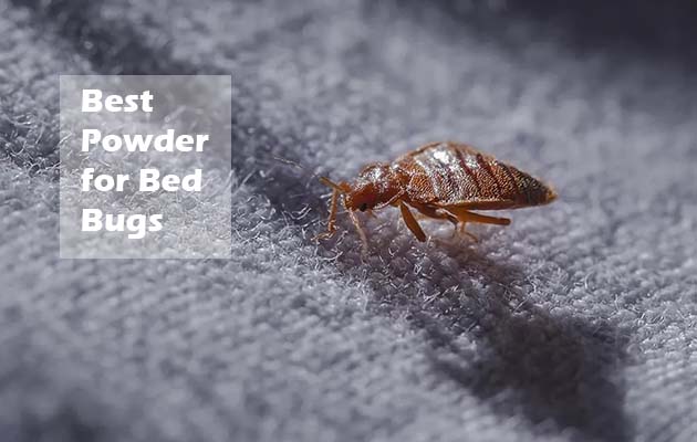 Best Powder for Bed Bugs