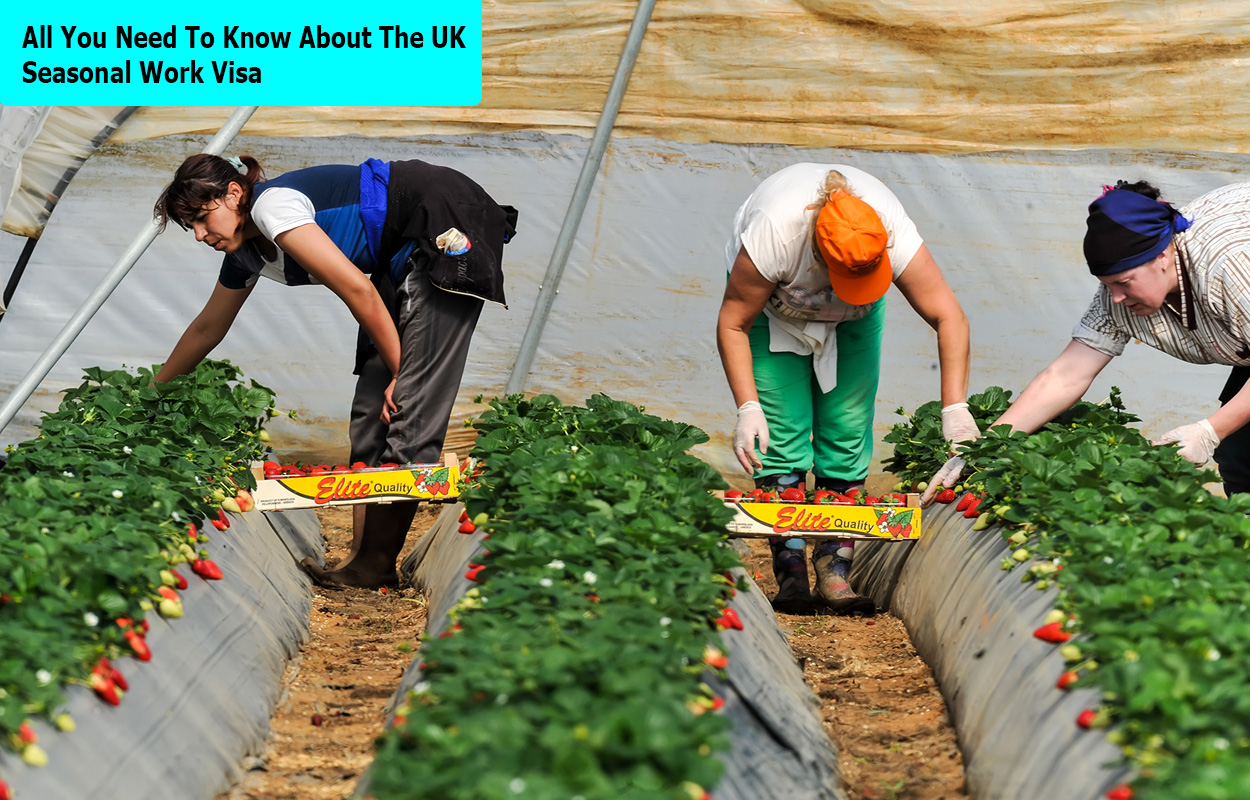 All You Need To Know About The UK Seasonal Work Visa