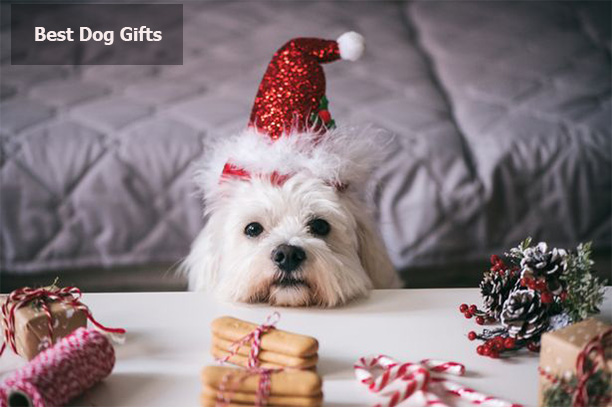 Best Dog Gifts