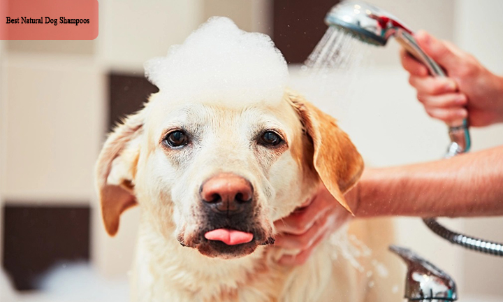 Best Natural Dog Shampoos