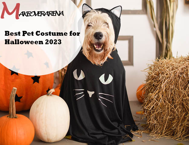 Best Pet Costume for Halloween 2023