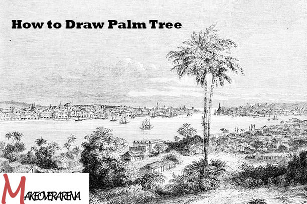 How to Draw Palm Tree 