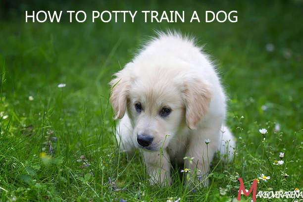 How to Potty Train a Dog