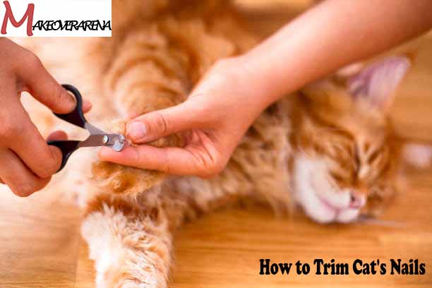 How to Trim Cat's Nails