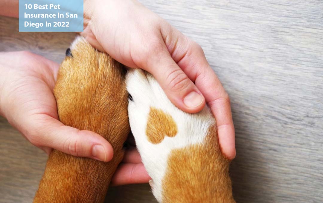 10 Best Pet Insurance In San Diego In 2022