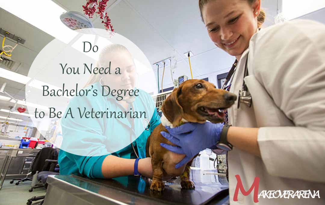 Do You Need a Bachelor’s Degree to Be A Veterinarian