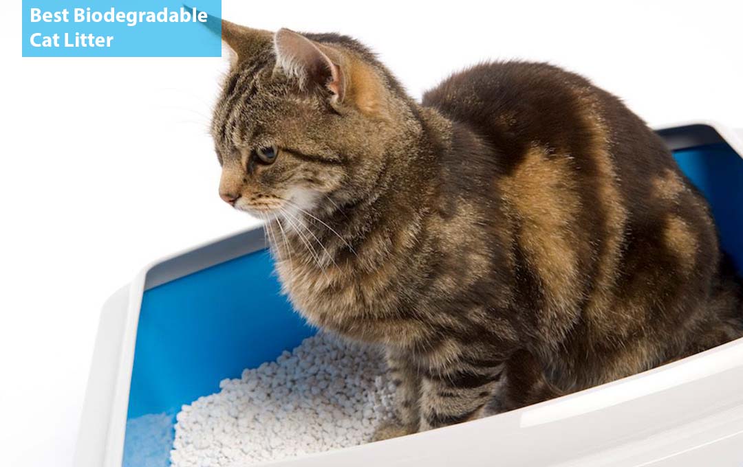 Best Biodegradable Cat Litter