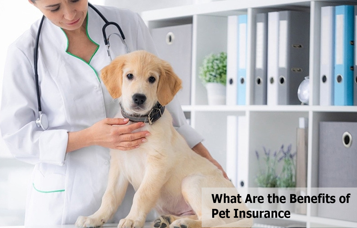 What Are the Benefits of Pet Insurance